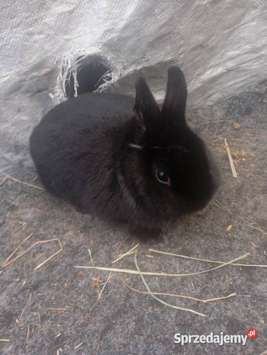 Sprzedam króliczki karzełki czarne szare havana Izbica-Wieś