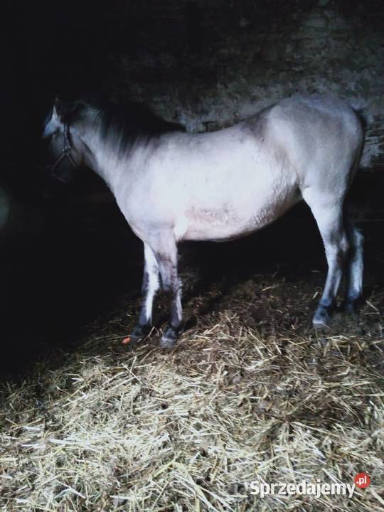 sprzedam KONIKI POLSKIE KLACZE Milejów-Osada