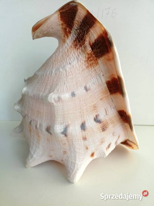 Muszla morska Cassis Cornuta duża 232019 łódzkie