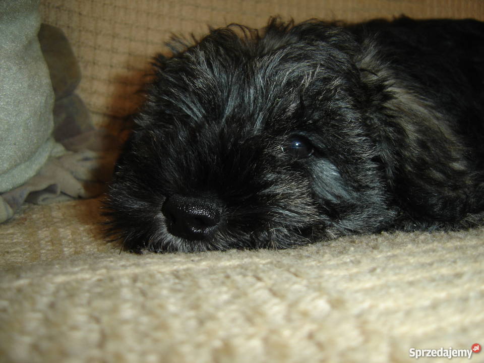 sznaucer miniaturowysznaucer miniatura Psy Gagowy Nowe