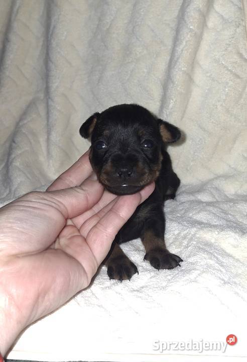 pinczery miniatury Jasło