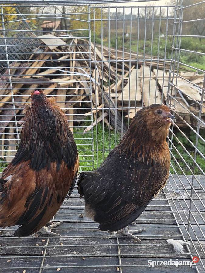 Pary hodowlane kur ozdobnych Pyrzyce