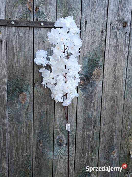 Biała wiśnia gałęzie lubelskie sprzedam