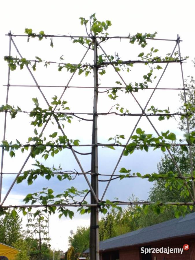 Lipa drobnolistna formowana Białystok