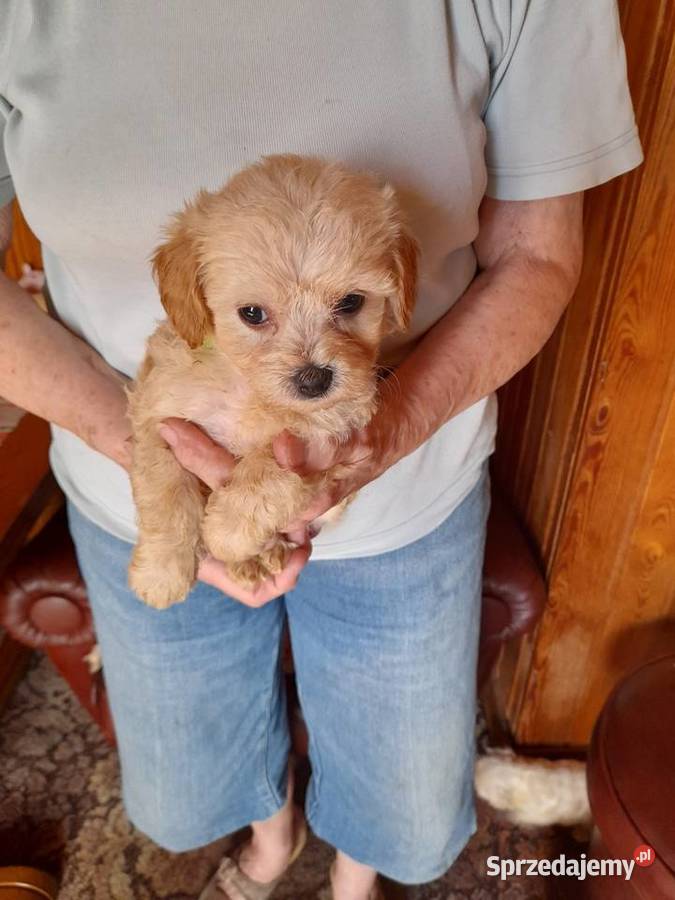 Maltipoo maltanczykpudel toy red