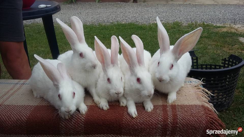 Sprzedam młode króliki termondzkie białe Nowodwór