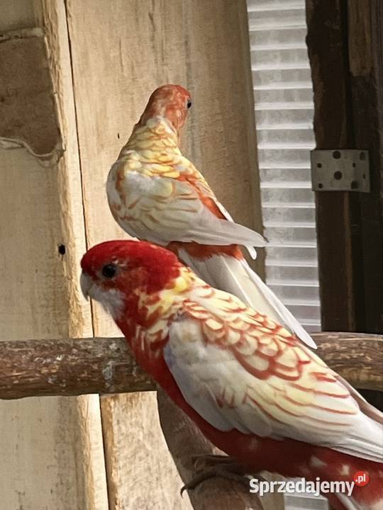 Rozela Królewska Pastel Sztum sprzedam