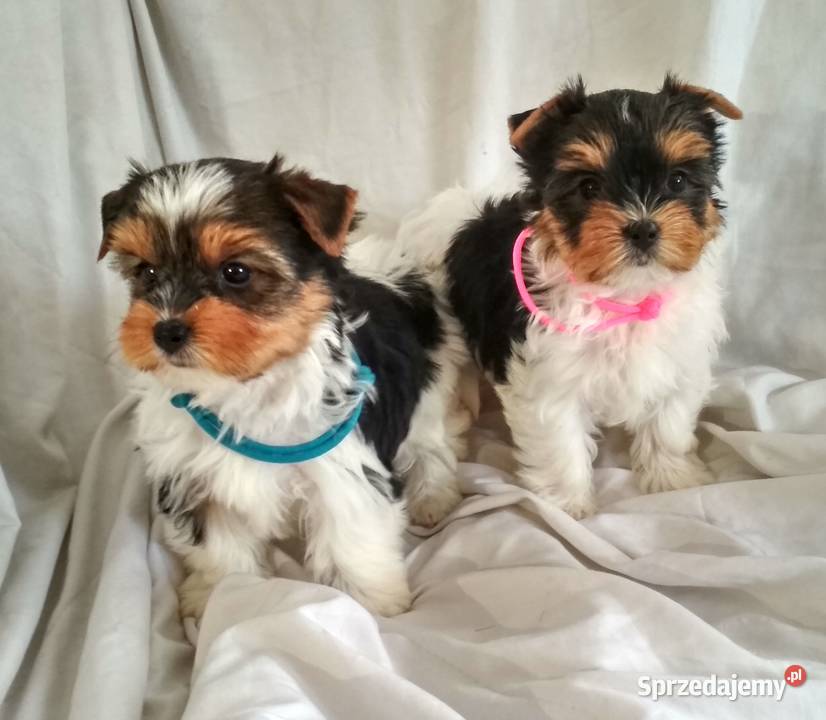 york biewer piesek 9tyg mocne umaszczenie Rzeszów