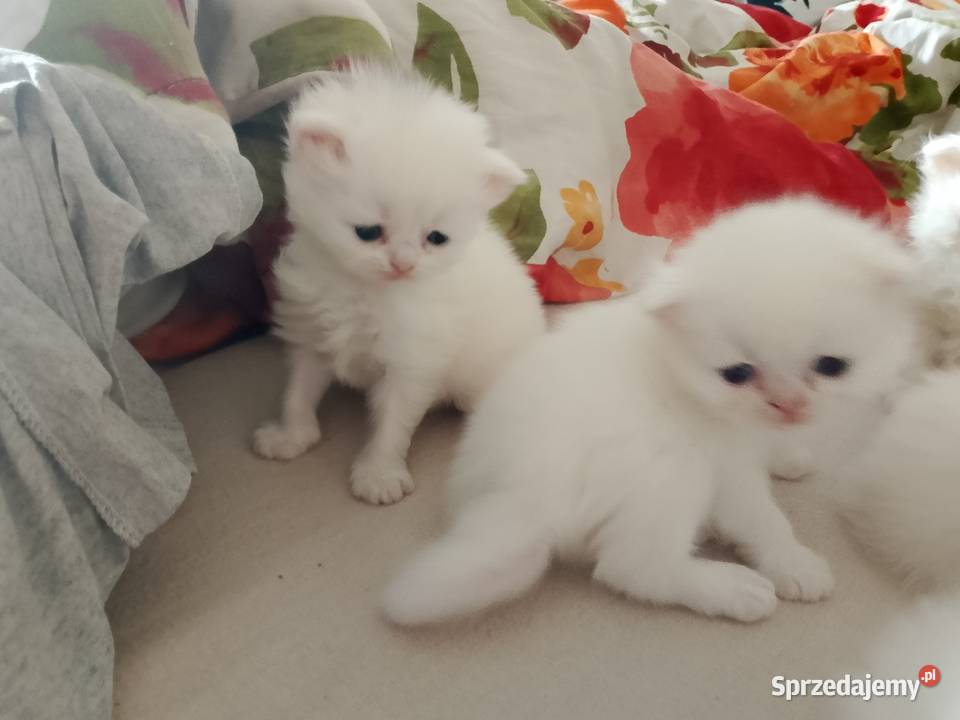 Korki perskie białe sreberka Inowrocław