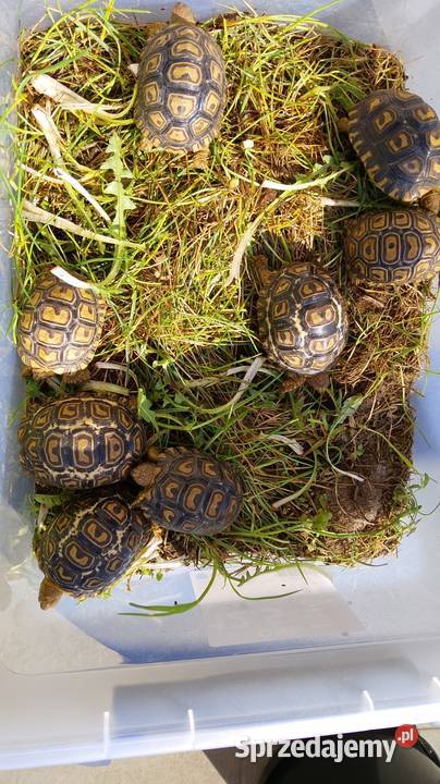 Zółw lądowy Olsztyn wysyłka cała Polska Zwierzęta warmińsko-mazurskie