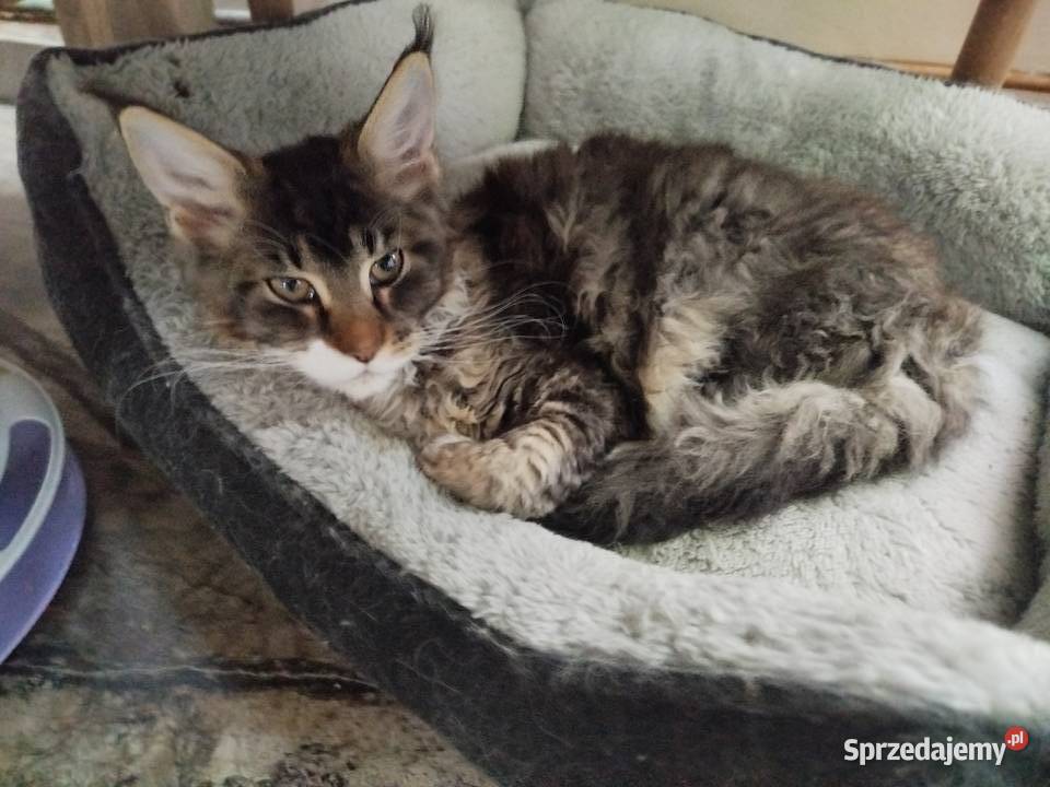 Balbinka kotka Maine coon dolnośląskie Bielawa