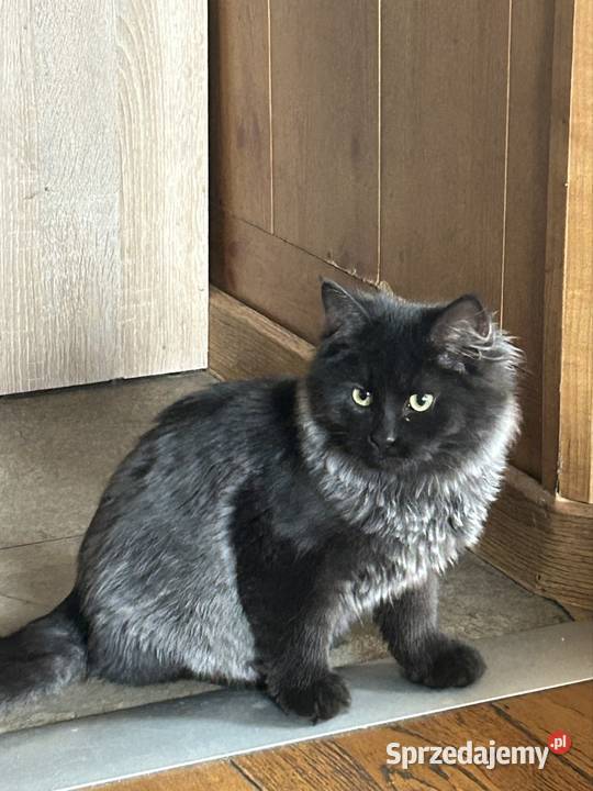 Kotek Syberyjski gotowy do odbioru Syberyjski Rybnik sprzedam