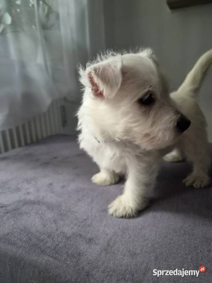 West Highland White Terrier
