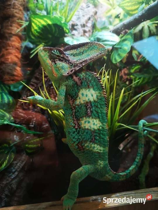 Sprzedam kameleony jemrńskie hodowla dokumenty Koło