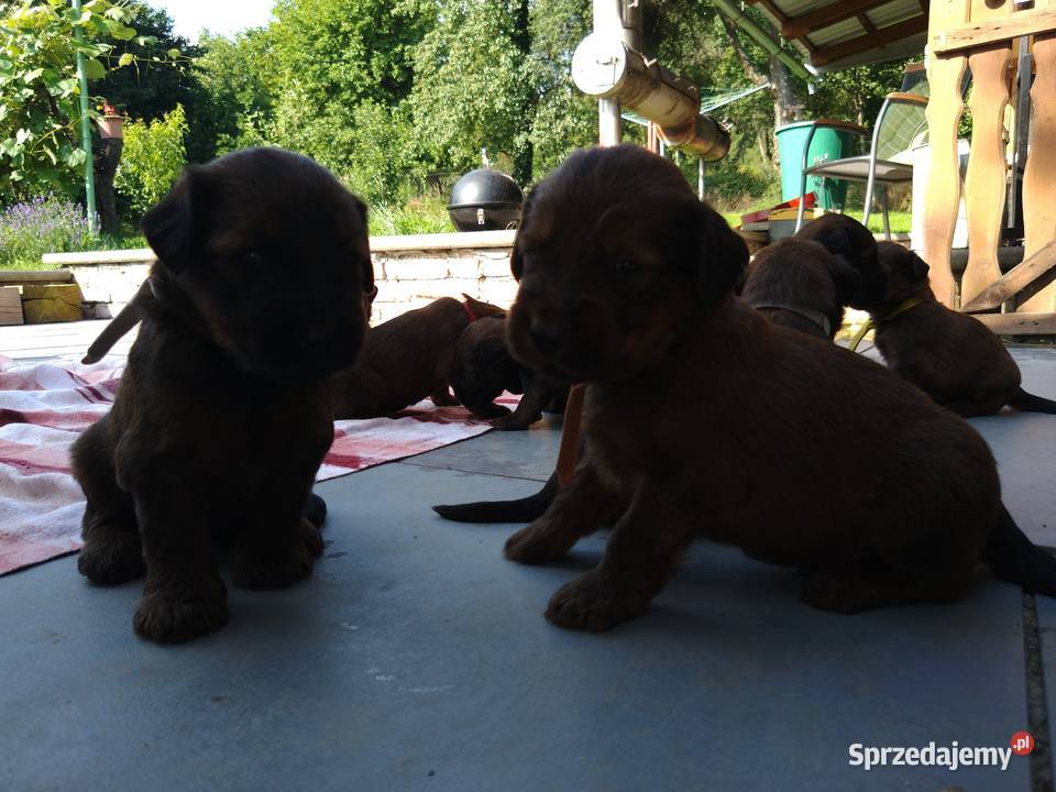 Briard Berger de brie Francuski owczarek Nowy Targ