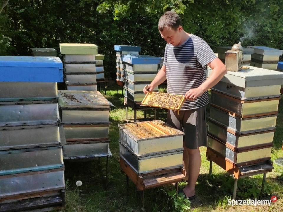 51 Buckfast Primorski matki pszczele Pasieka Rolnictwo sprzedam