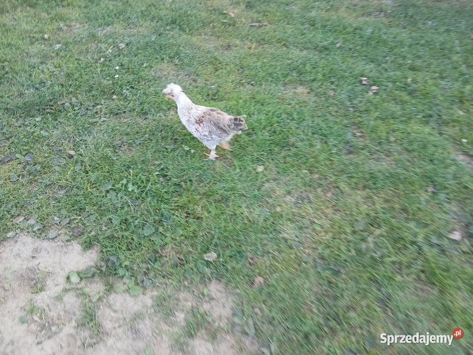 Kogutek czubatek staropolski Czarnocin