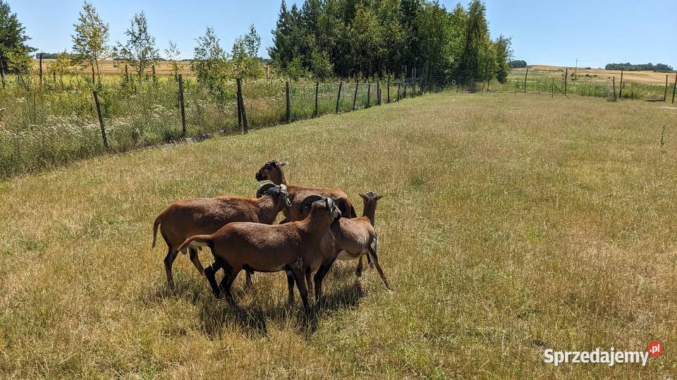 Owce kameruńskie i lacune fryz Pińczów