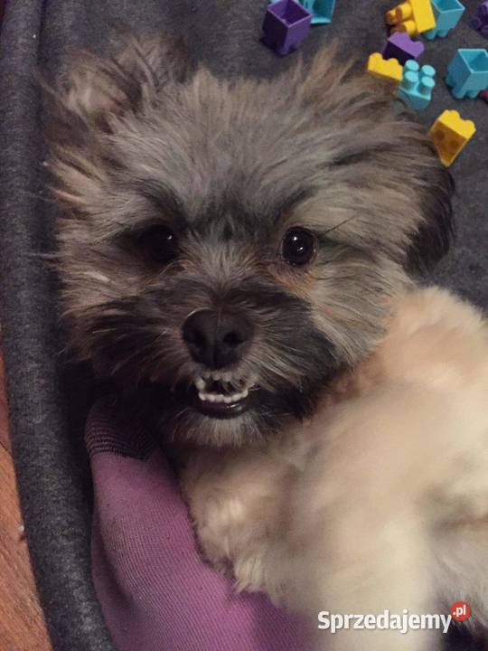 Sprzedam suczkę rasy shih tzu Shih Tzu Niemcz