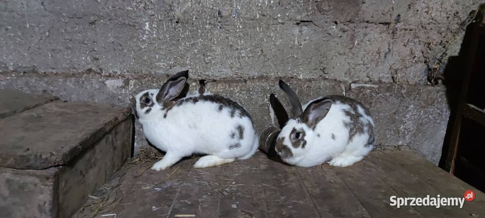 Sprzedam 2 samiczki mieszance Grabowiec