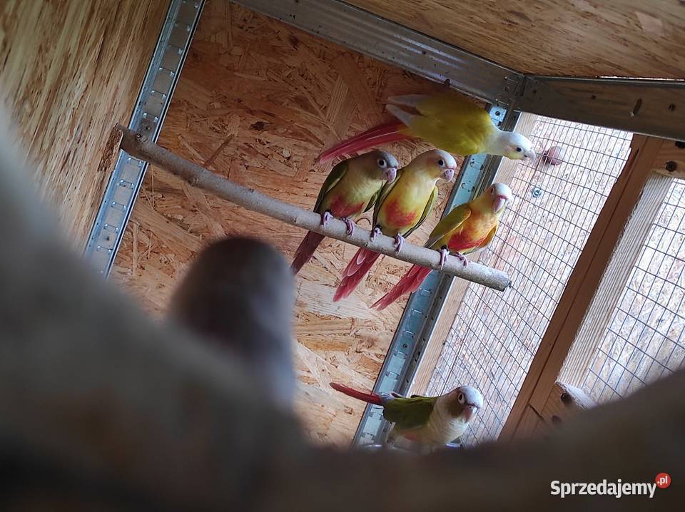 Rudosterki Ptaki Strumień