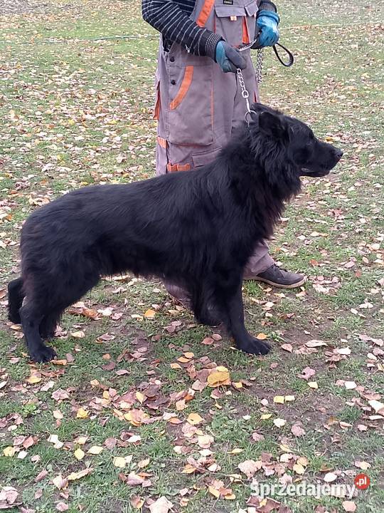 Owczarek niemiecki Tomaszów Mazowiecki