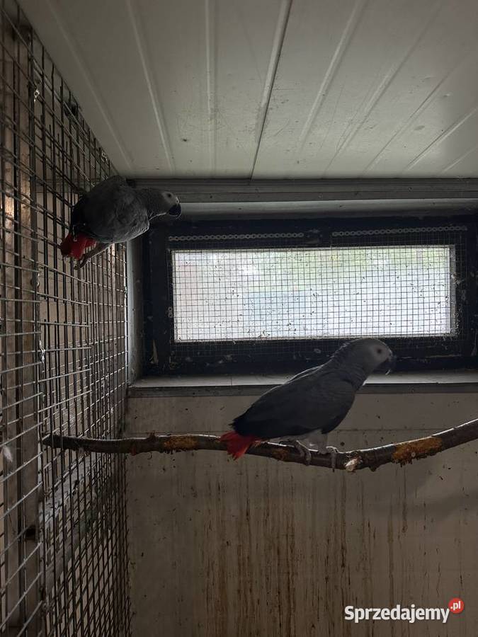 Papuga żako Krapkowice