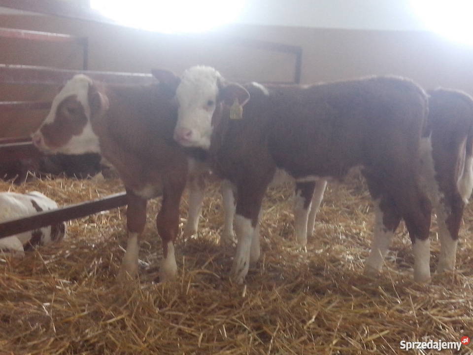 Cielaki mieszańce simental RW HO jałówki Dąbrowa Wielka sprzedam