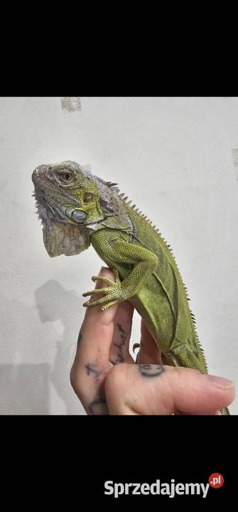 Legwan lime Szczecin