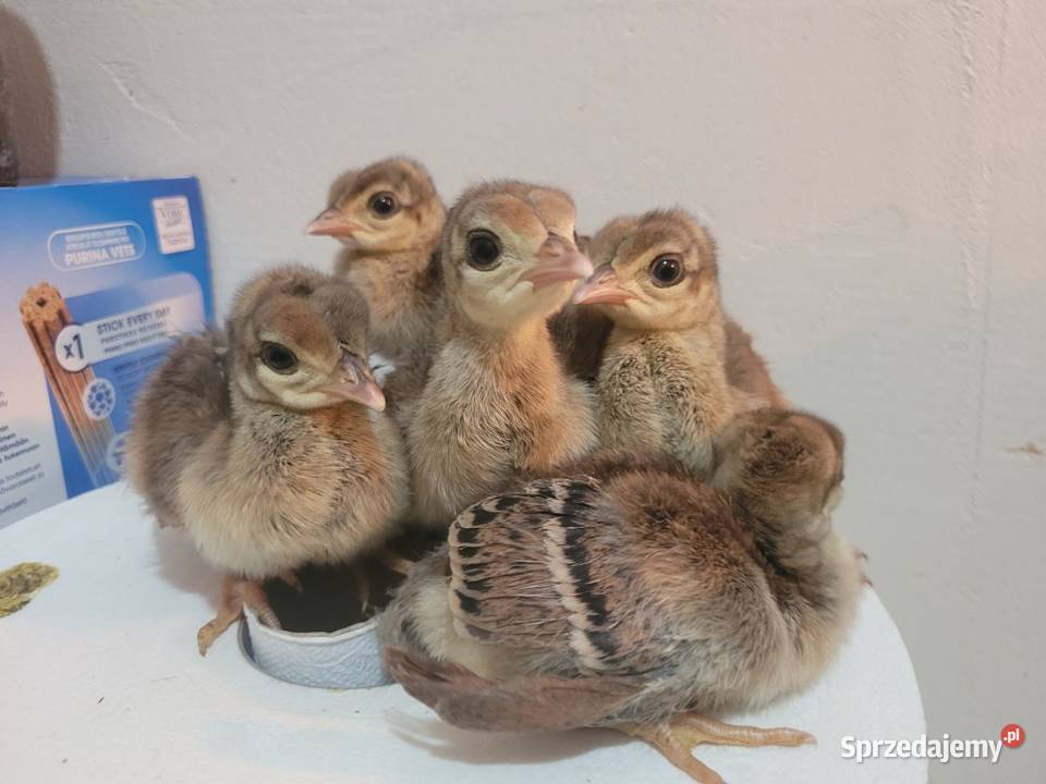 Pawie JAJA LĘGOWE Komorowo