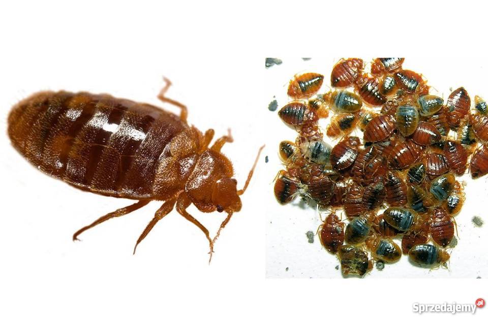 Odpluskwianie usuwanie pluskiew prusaków Pozostałe usługi