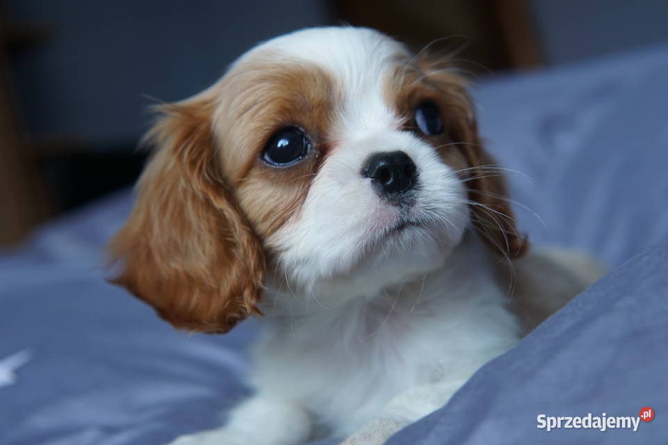 Szczenięta Cavalier King Charles Spaniel podkarpackie Rzeszów