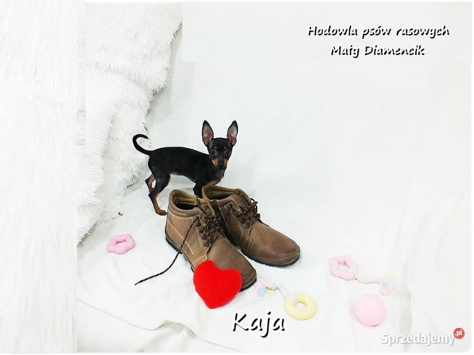 Pinczer miniaturowy Ratlerek Suczka KAJA z Żary sprzedam
