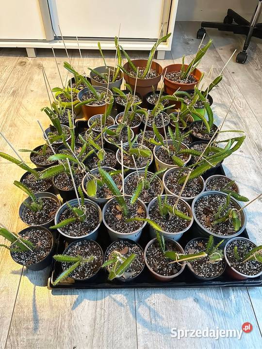 Smoczy owoc Pitaja Dragon Fruit Egzotyczny Białogard