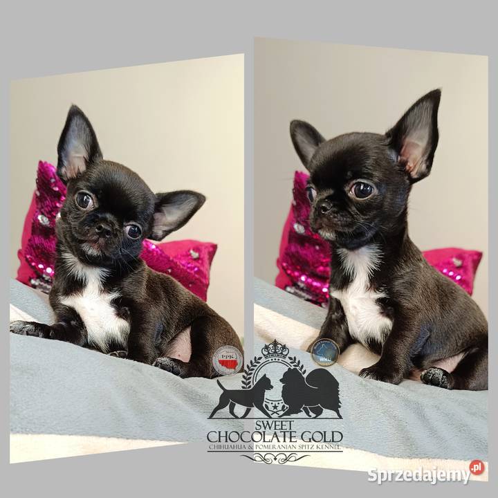 Chihuahua krótkowłosa piesek czarny unikatowy łódzkie Bełchatów sprzedam