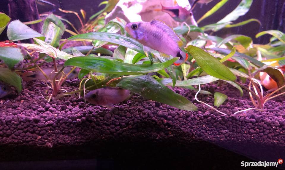 Apistogramma Panduro Łódź