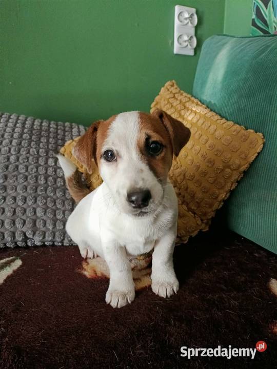 Wzorcowe Jack Russell terrier doskonała budowa Krapkowice