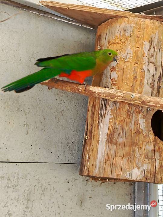 Szkarłatki królewskie para wielkopolskie Pamiątkowo