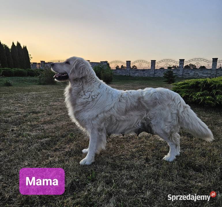Golden Retriever szczeniaki Wilkowa sprzedam