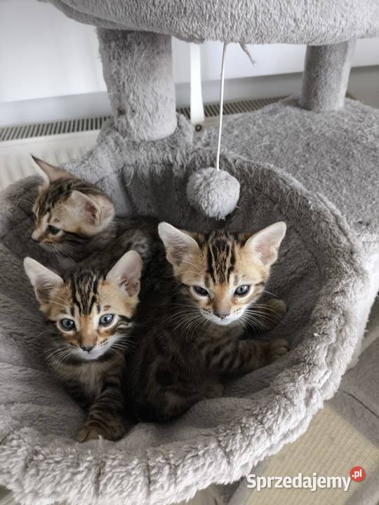 Kotki bengalskie Nielubia