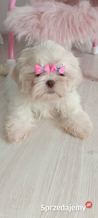 Przepiękna biała suczka rasy ShihTzu Zwierzęta