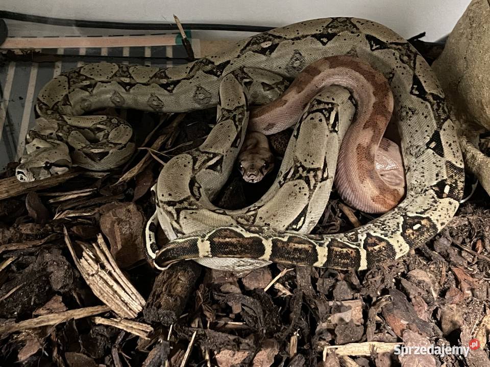 wąż boa dusiciel
