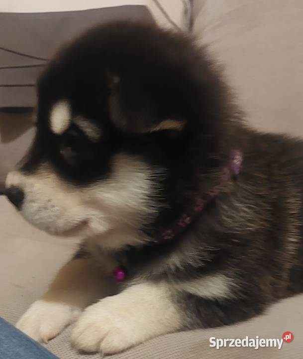 Alaskan Malamute suka szczenię Przemyśl