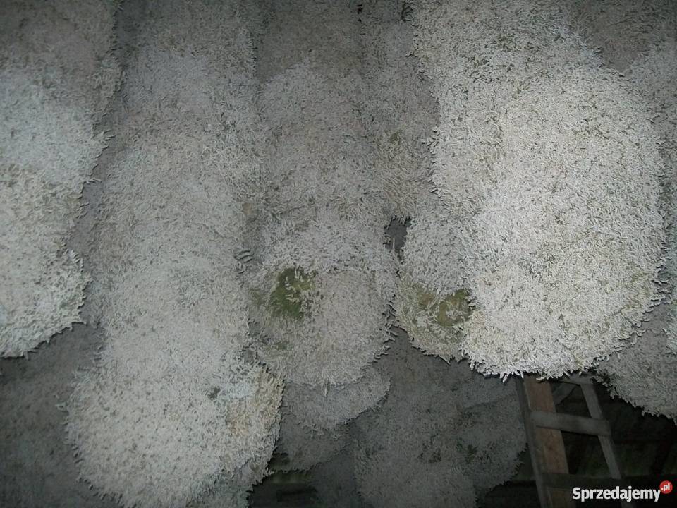 Zatrwian tatarski statycja Inne Ryki