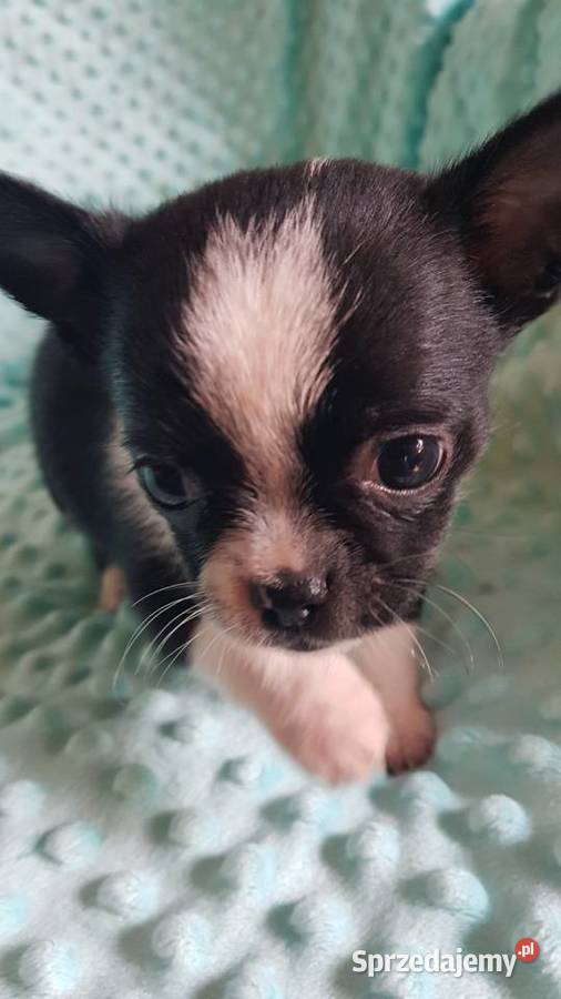 Śliczne szczeniaki chihuahua Płońsk