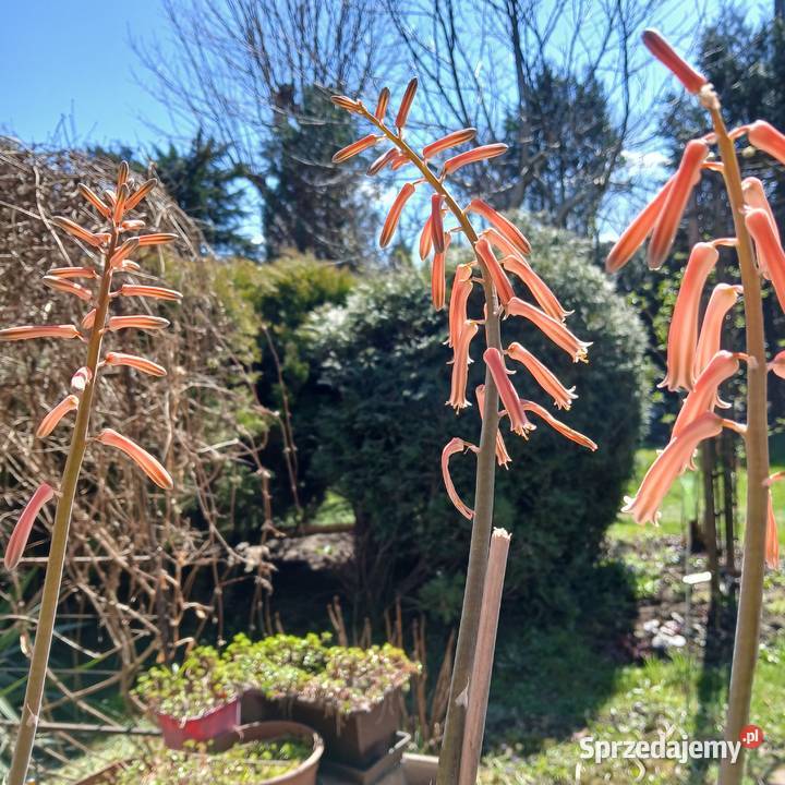 Kaktus Pstry Tygrysi Aloe Variagata kwitnie Nowy Sącz
