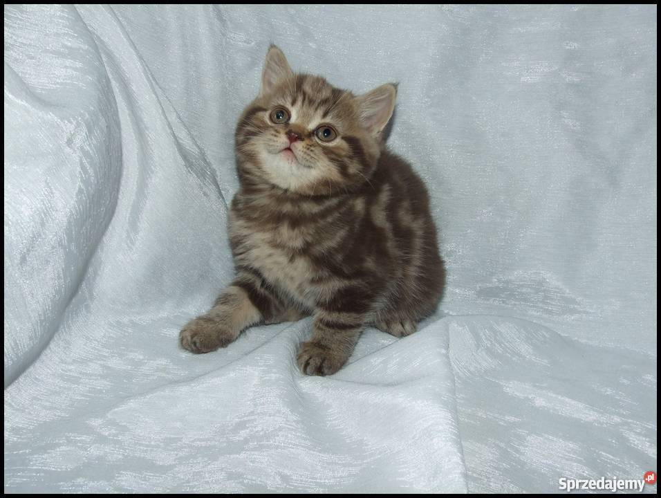 Kocięta Brytyjskie Silver Tabby Kraków