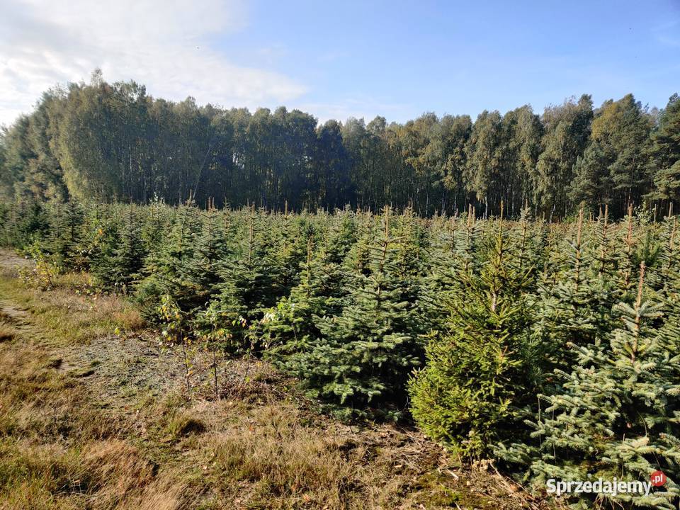 Sprzedam choinki Marusy