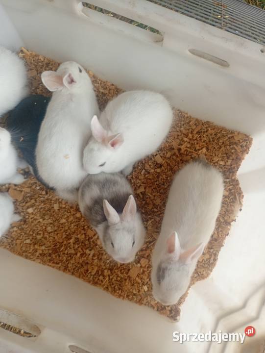 Mini króliczki karzełki i inne łódzkie