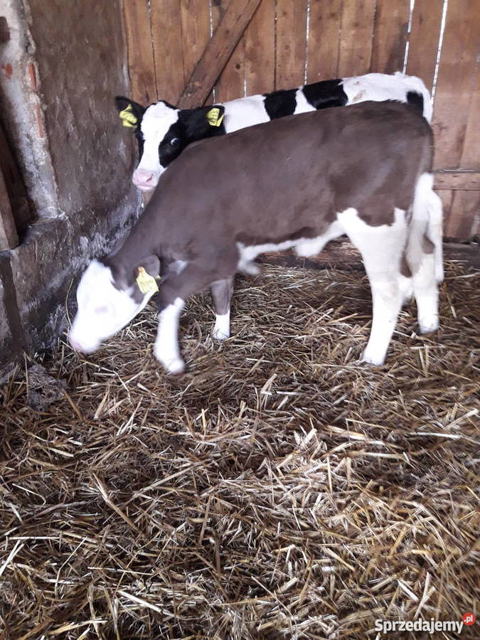 Sprzedam cielaki byczki mięsne mm i ho różne Golub-Dobrzyń